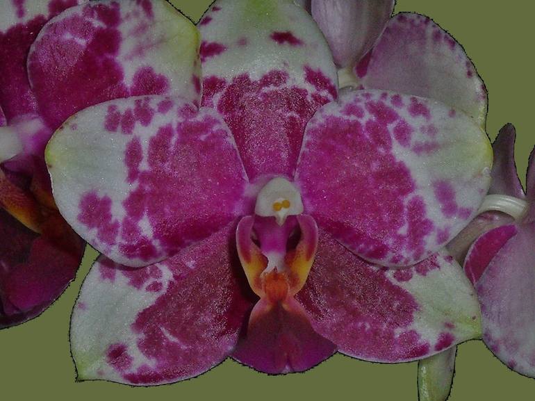 Rose Speckled Moth Orchid II - Print