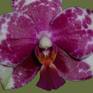 Collection Moth Orchid