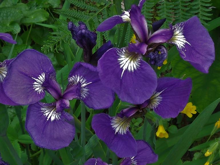 Blue Flag Irises - Print