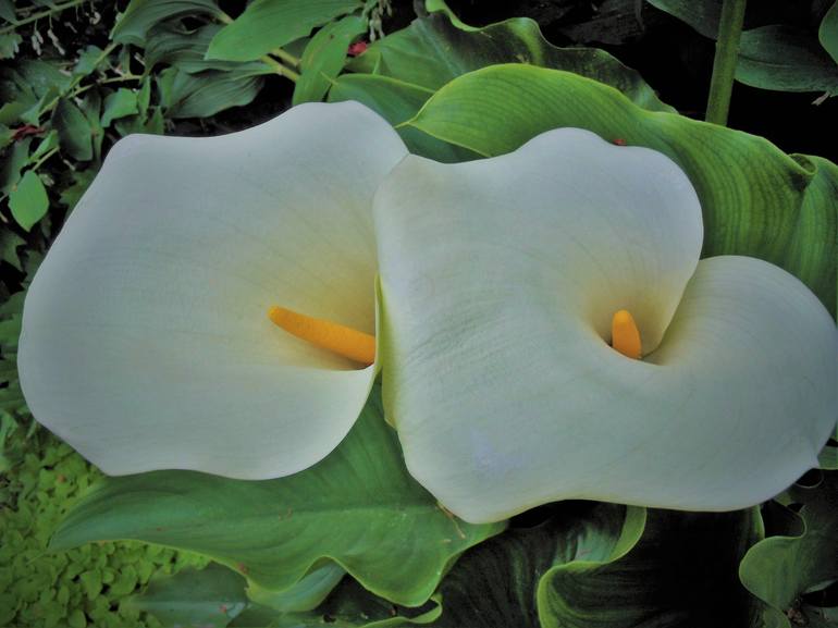 Two White Calla Lilies - Print
