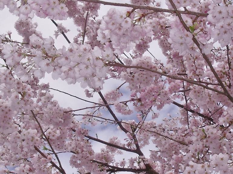 Cherry Blossom Branches - Print
