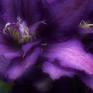 Collection Purple Clematis