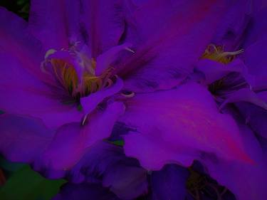 Print of Fine Art Floral Photography by Holly Winters