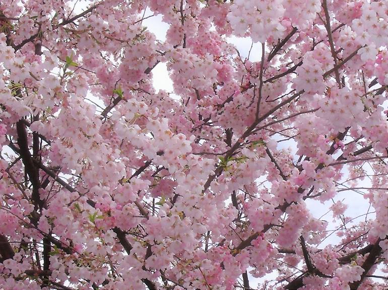 Cherry Blossoming - Print