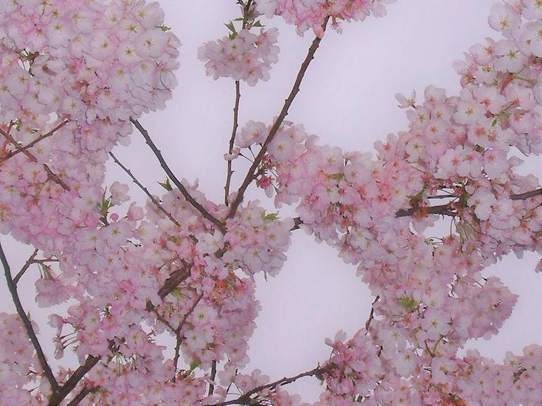 Cherry Blossoms - Print