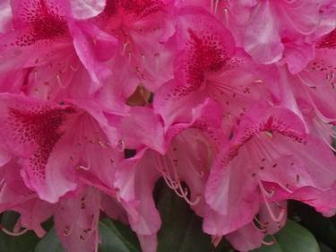 Hot Pink Rhododendron I thumb
