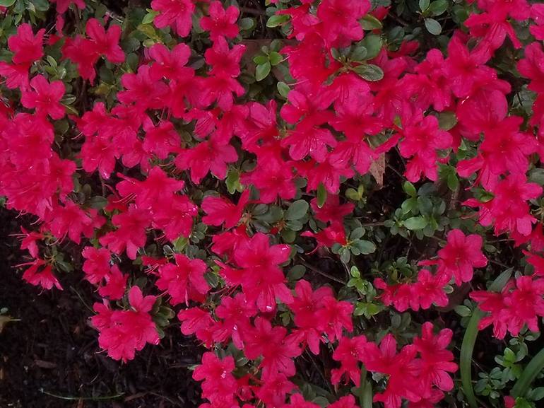 Hot Pink Azalea Bush - Print