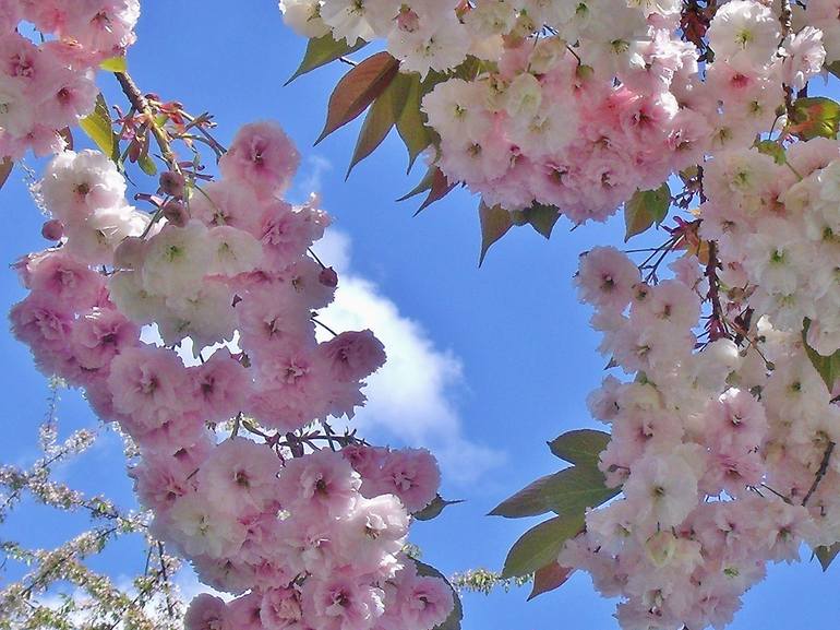 Cherry Blossoms and Sky - Print