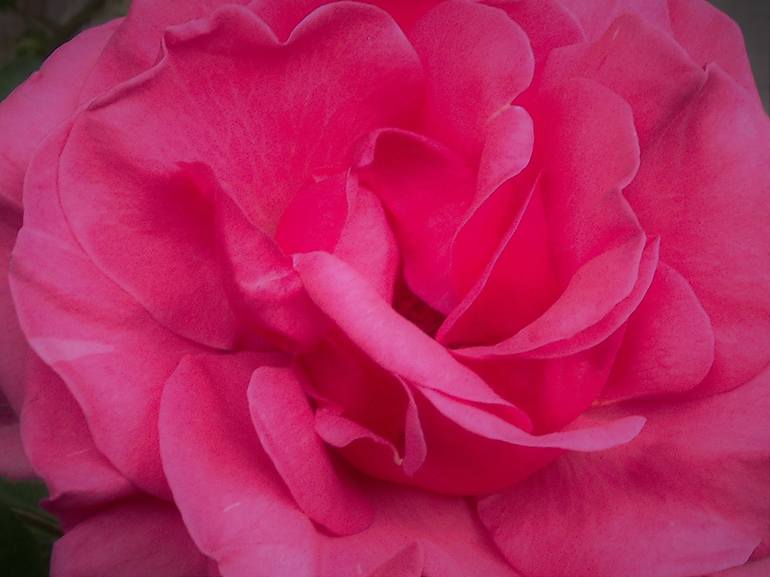 Dark Pink Rose - Print