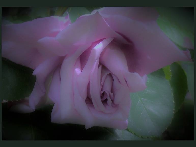 Soft Mauve Rose - Print