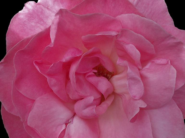Single Pink Rose - Print