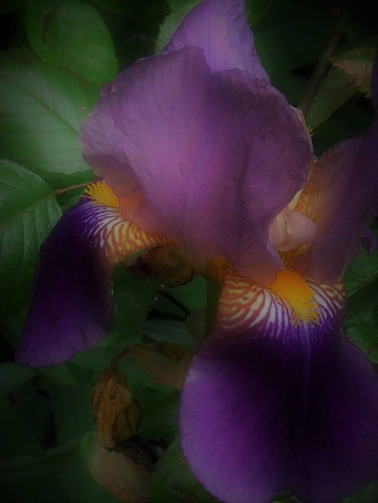 Purple Iris III - Print
