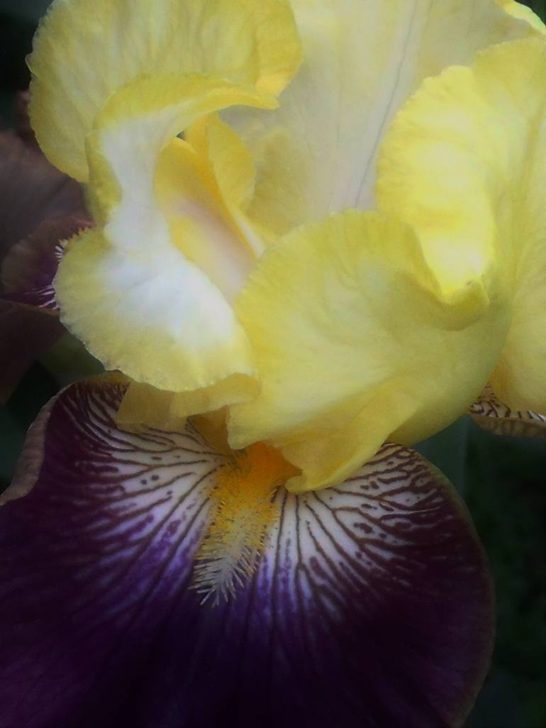 Yellow and Purple Iris I - Print