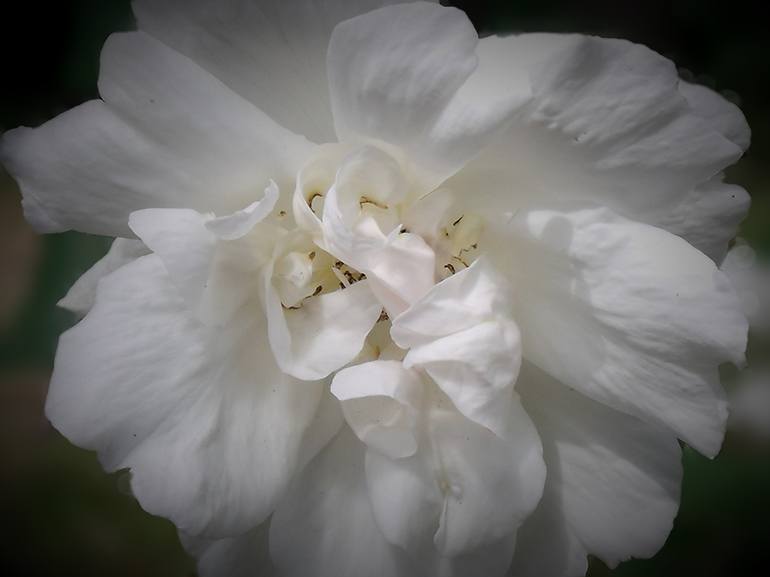 White Rose - Print