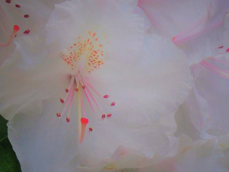 Print of Fine Art Floral Photography by Holly Winters