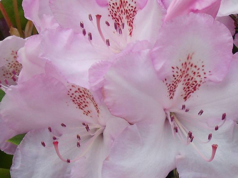 Rhododendron Blush I - Print