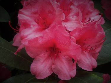 Salmon Pink Rhododendrons thumb