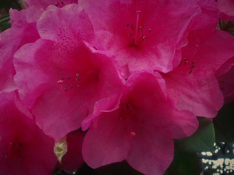 Dark Pink Rhododendron I - Print