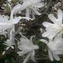 Collection White Magnolia Blossom