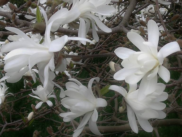 White Magnolia Blossom II - Print