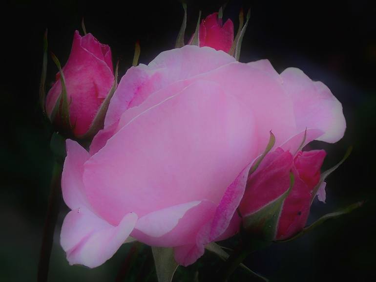 Pink Rose with Rosebuds - Print