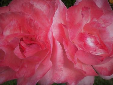 Two Hot Pink Roses thumb