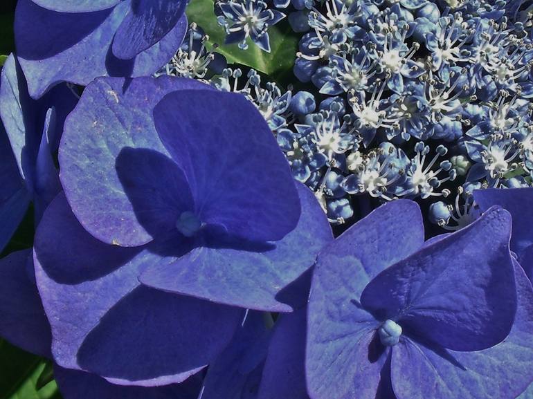 Blue Lacecap Hydrangea Closeup - Print
