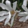 Collection Mini White Magnolias