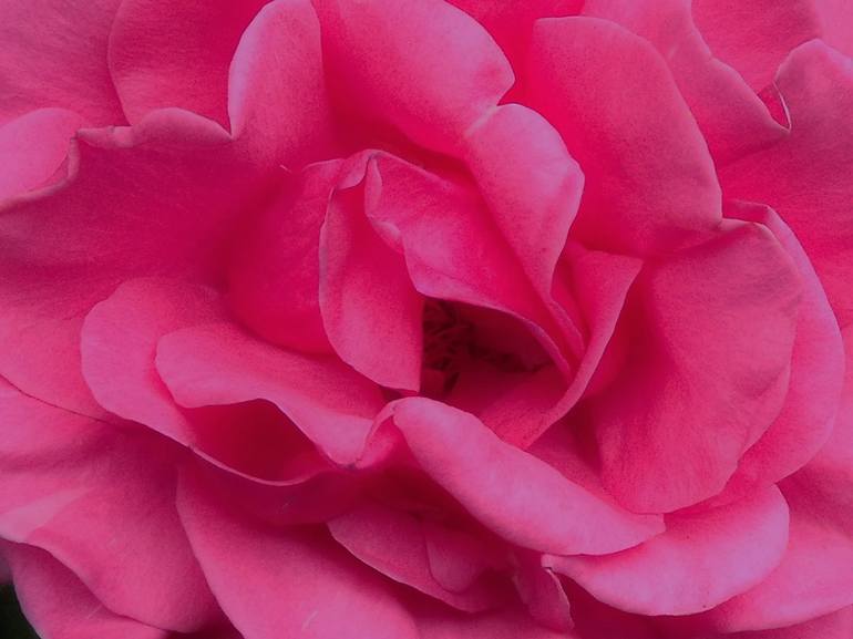 Pink Rose Closeup - Print