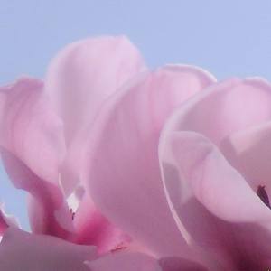 Collection Pink Magnolia Blossoms