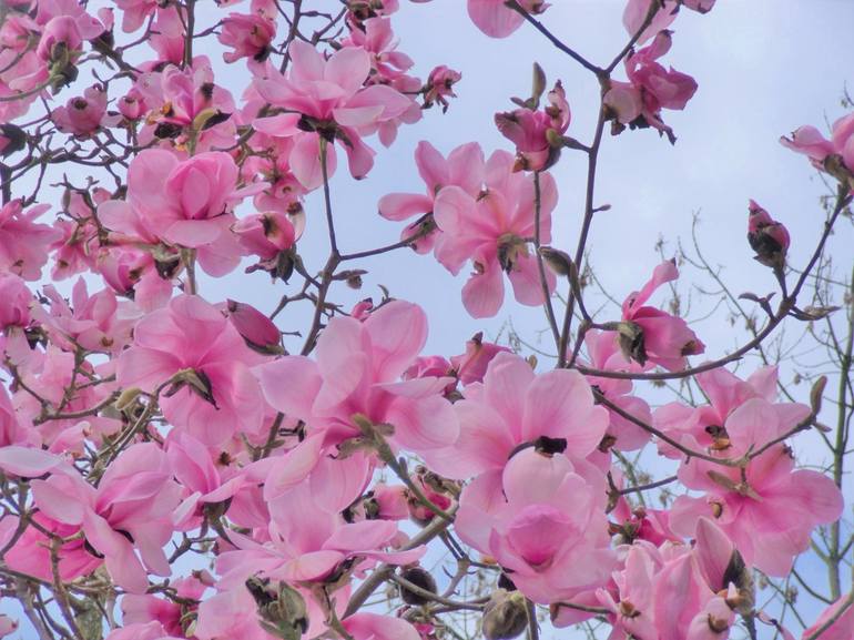Pink Magnolia Blossoming - Print