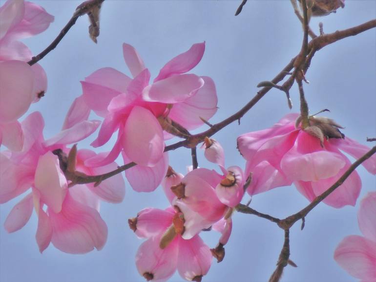 Blossoming Pink Magnolia II - Print