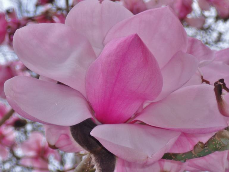 Pink Magnolia Blossom I - Print