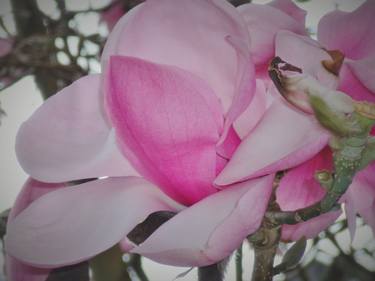 Pink Magnolia Blossom II thumb