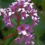 Collection Pink Bergenia