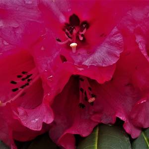 Collection Red Rhododendron in Rain
