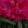 Collection Red Rhododendron in Rain