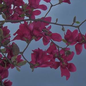 Collection Burgundy Magnolia Blossoms