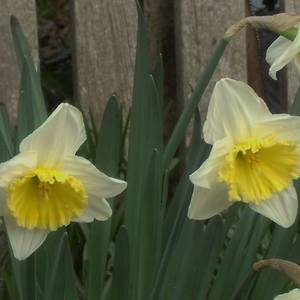 Collection Daffodil Flowers