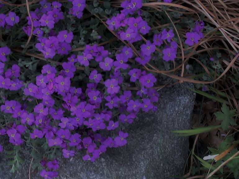 Common Purple Aubrieta Flowers - Print
