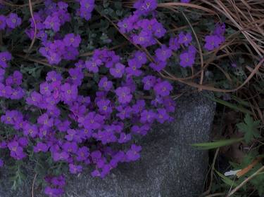 Common Purple Aubrieta Flowers thumb