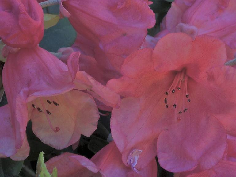 Salmon Pink Rhododendron Blooms I - Print