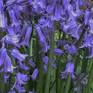 Collection Common Bluebell Flowers