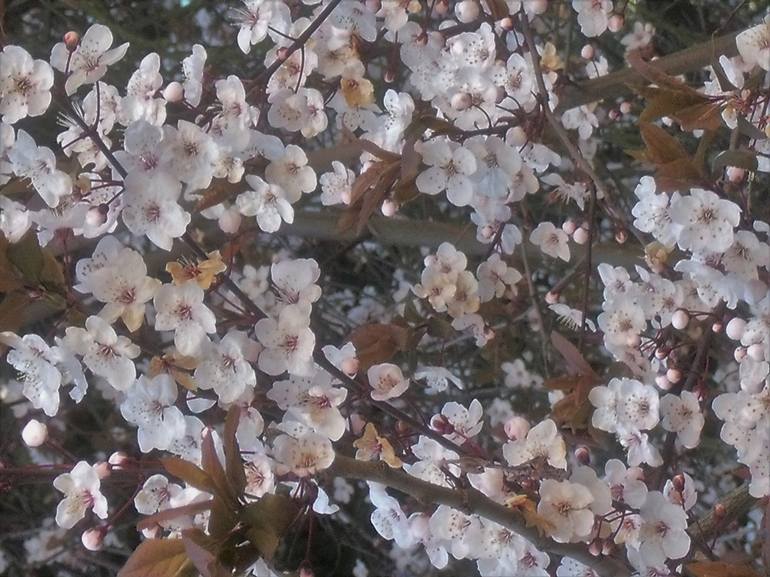 Tiny White Cherry Blossoms - Print