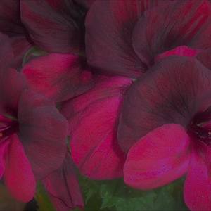 Collection Geraniums, Digital Floral Photography