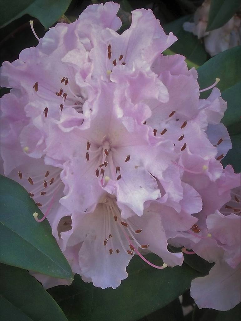 Pink Rhododendron Flower Head - Print