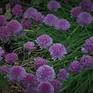 Collection Purple Chive Flowers