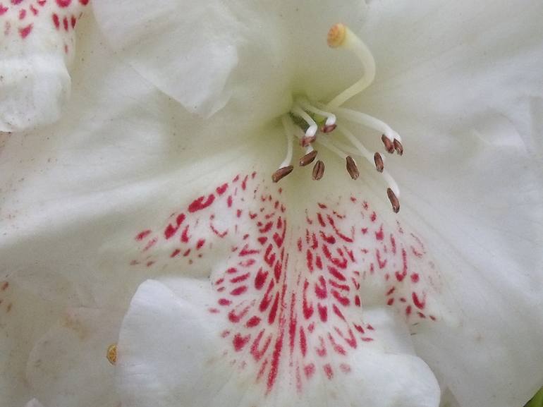 Red Speckled White Flower - Print