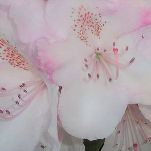 Collection Rhododendron Blush