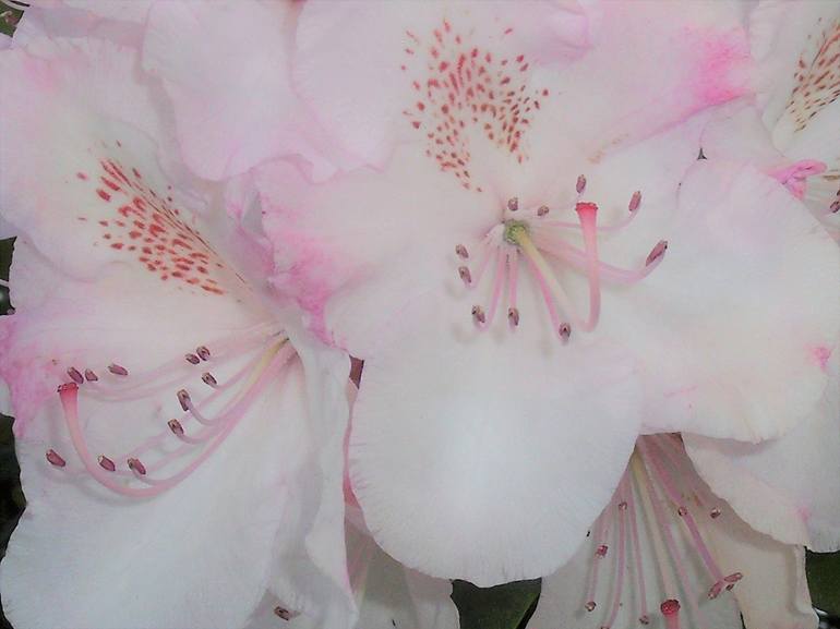 White Rhododendron Blush I - Print